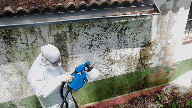 Top rated local Basement Mold Removal specialists in Halifax, VA